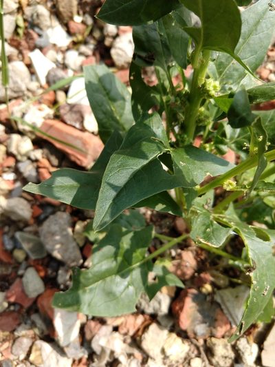 Spinacia oleracea, photographed by Quentin Groom