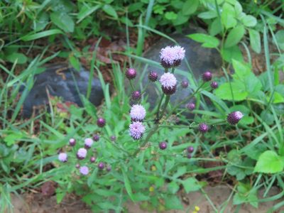 Saussurea lyrata, photographed by mami_t_t