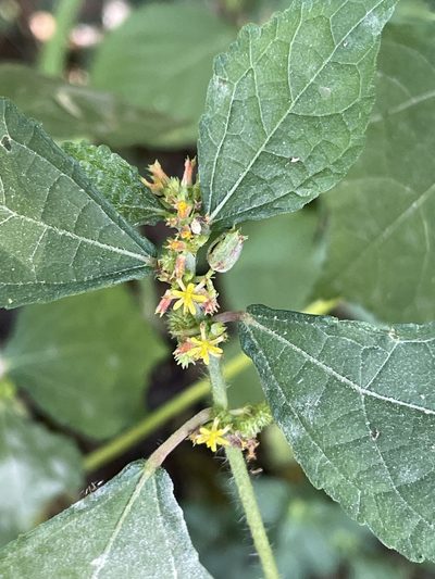 Triumfetta pentandra, photographed by Robert Taylor