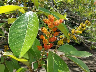Byrsonima crassifolia, photographed by Tom Field