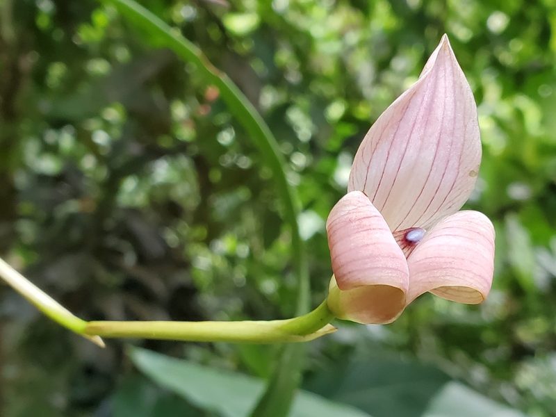 Maxillaria egertoniana, photographed by Tom Field