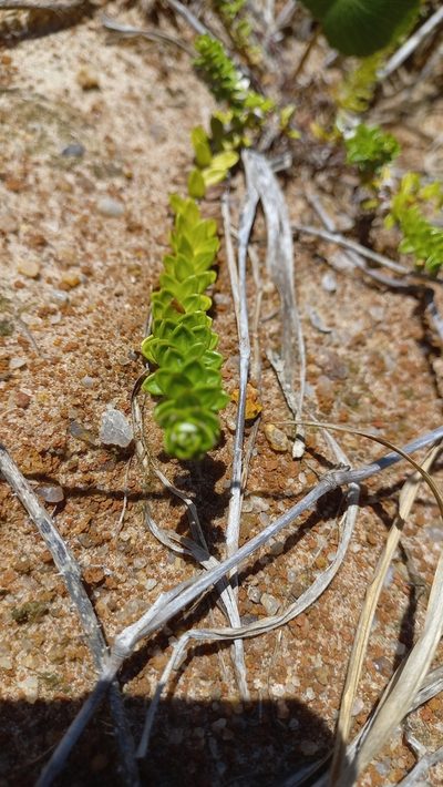 Baccharis gnaphalioides, photographed by JG