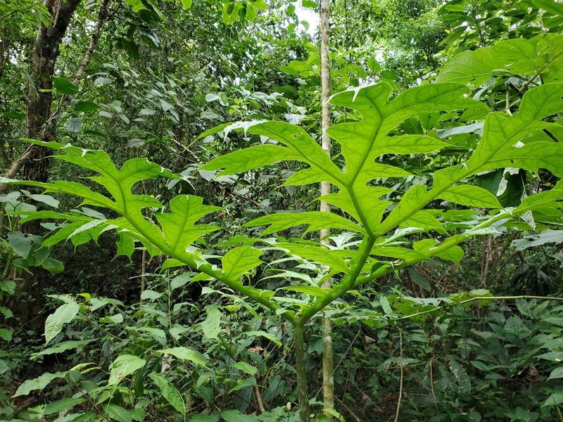 Dracontium pittieri, photographed by Tom Field