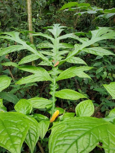 Dracontium pittieri, photographed by Tom Field
