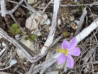 Oxalis depressa, photographed by Christina