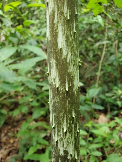 Dracontium pittieri, photographed by Tom Field