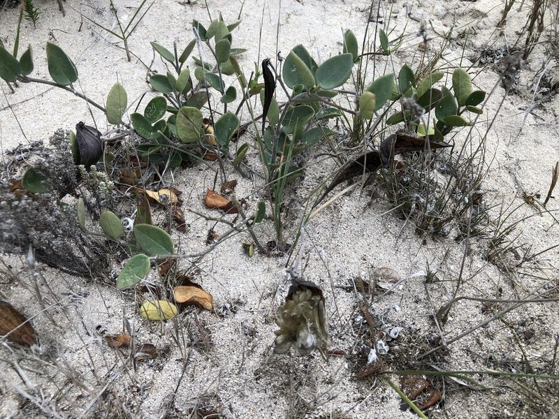 Cynanchum africanum, photographed by Caroline Voget