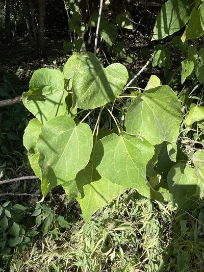 Croton megalobotrys, photographed by Robert Taylor