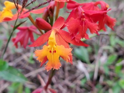 Epidendrum radicans, photographed by Tom Field