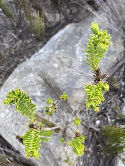 Oedera steyniae, photographed by Christina