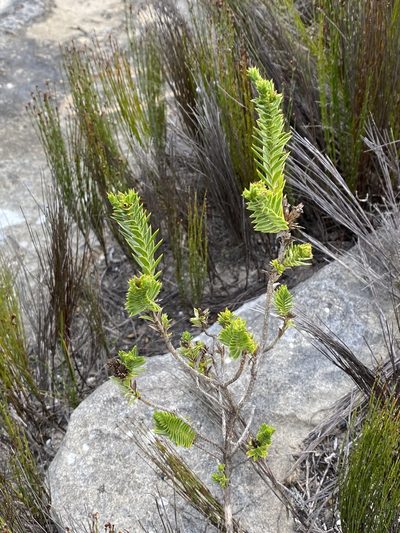 Oedera steyniae, photographed by Christina