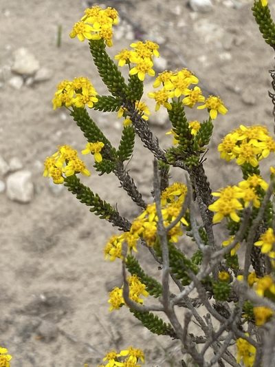 Euryops muirii, photographed by Christina
