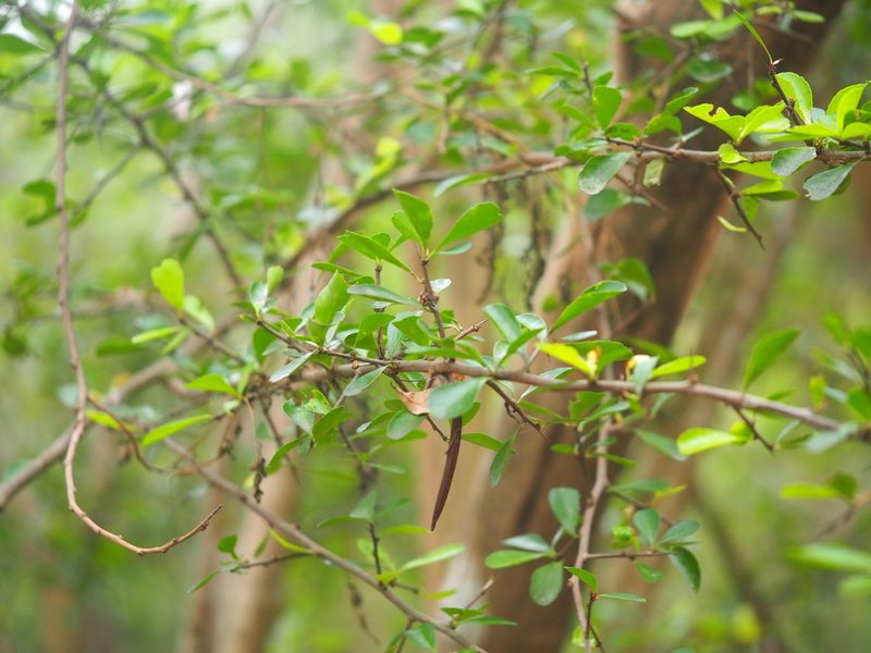 Gymnosporia diversifolia, photographed by 葉子
