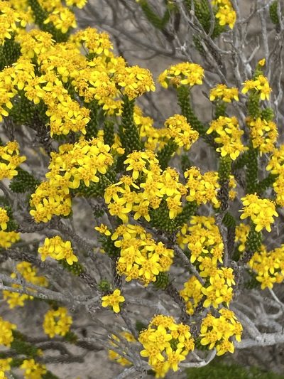 Euryops muirii, photographed by Christina