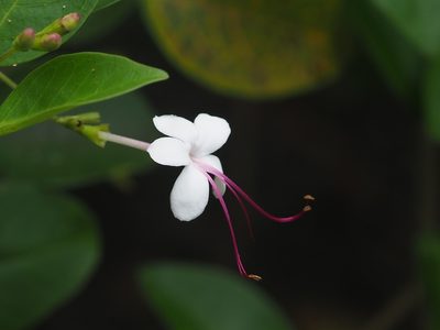 Volkameria inermis, photographed by 葉子