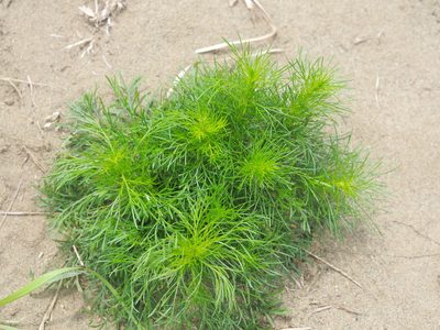 Artemisia capillaris, photographed by 葉子