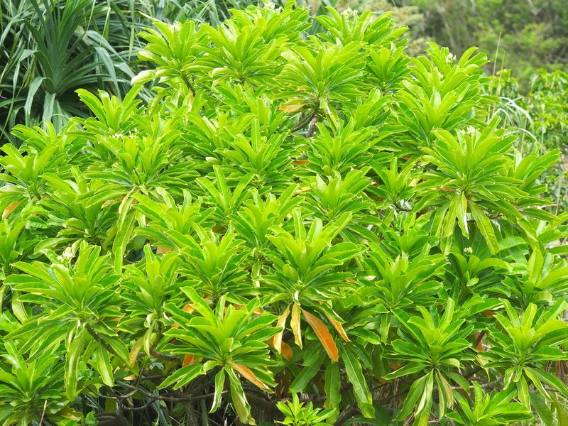 Cerbera manghas, photographed by 葉子