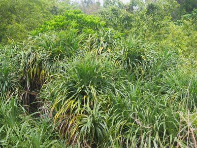 Pandanus odorifer, photographed by 葉子