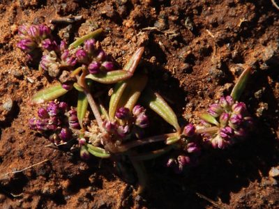 Gisekia pharnaceoides, photographed by Tony Rebelo