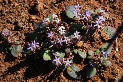 Manulea fragrans, photographed by Tony Rebelo