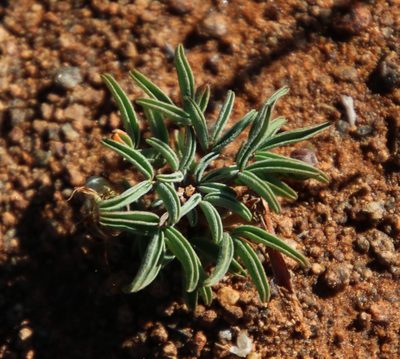 Oxalis primuloides, photographed by Tony Rebelo