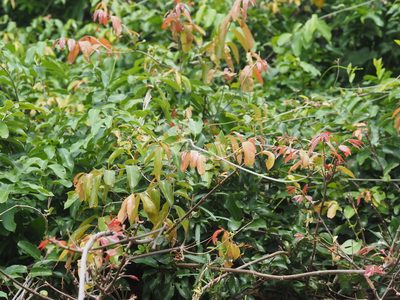 Hiptage benghalensis, photographed by 葉子