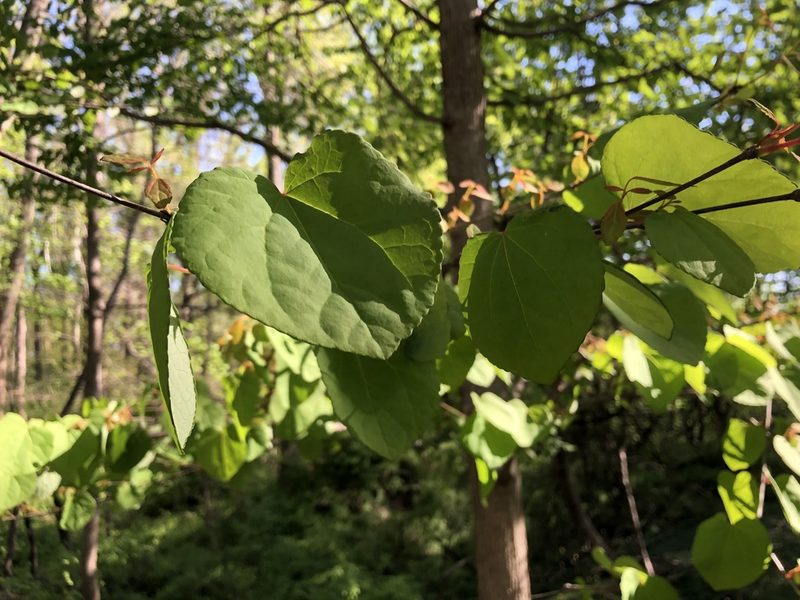 Cercidiphyllum japonicum, photographed by Bethany Teigen