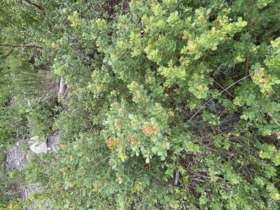Searsia crenata, photographed by Christina