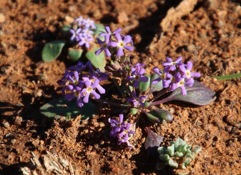 Manulea fragrans, photographed by Tony Rebelo