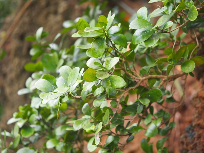 Suregada aequorea, photographed by 葉子