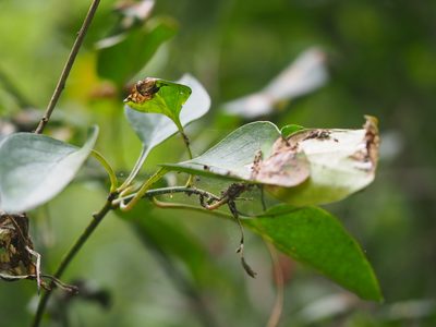Deeringia amaranthoides