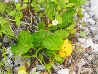 Ipomoea violacea, photographed by 葉子