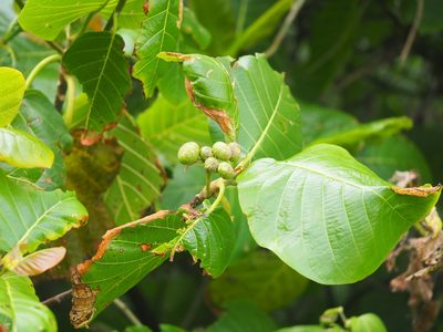 Guettarda speciosa, photographed by 葉子