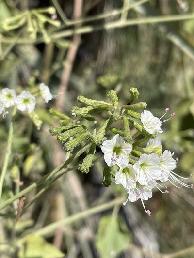 Boerhavia plumbaginea, photographed by Robert Taylor