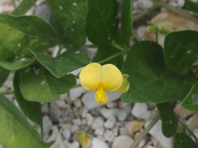 Vigna marina, photographed by 葉子