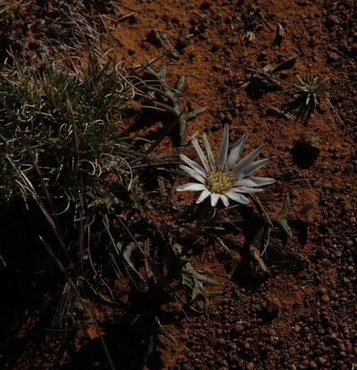 Gazania jurineifolia, photographed by Tony Rebelo
