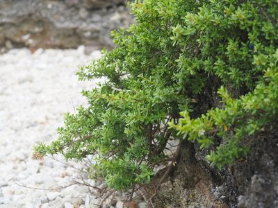 Pemphis acidula, photographed by 葉子