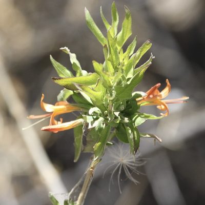 Anisacanthus thurberi, photographed by er-birds