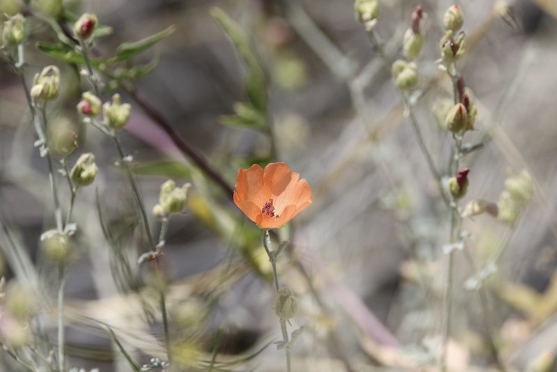 Sphaeralcea laxa, photographed by er-birds