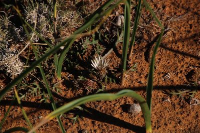 Gazania jurineifolia, photographed by Tony Rebelo