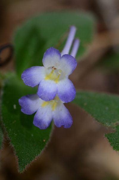 Codonoboea quinquevulnera, photographed by Cheongweei Gan