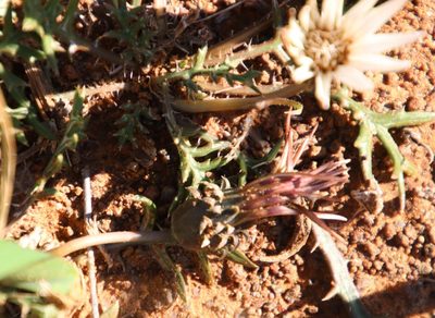 Gazania jurineifolia, photographed by Tony Rebelo