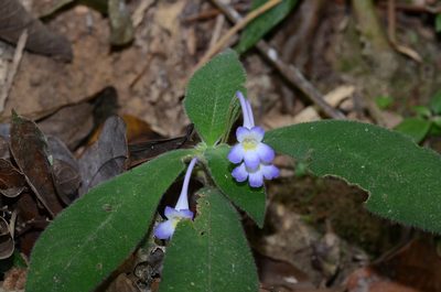 Codonoboea quinquevulnera, photographed by Cheongweei Gan