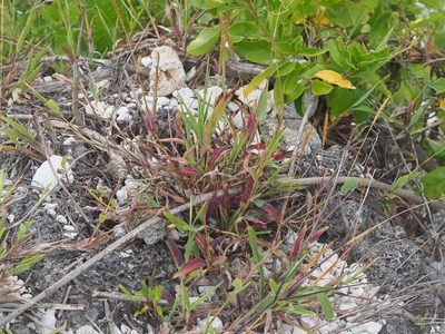 Ischaemum setaceum, photographed by 葉子