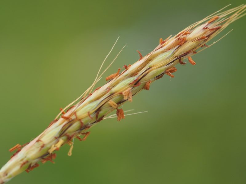 Ischaemum setaceum, photographed by 葉子
