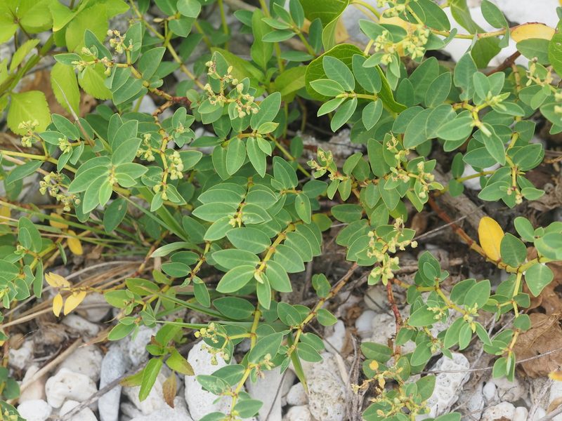 Euphorbia atoto, photographed by 葉子