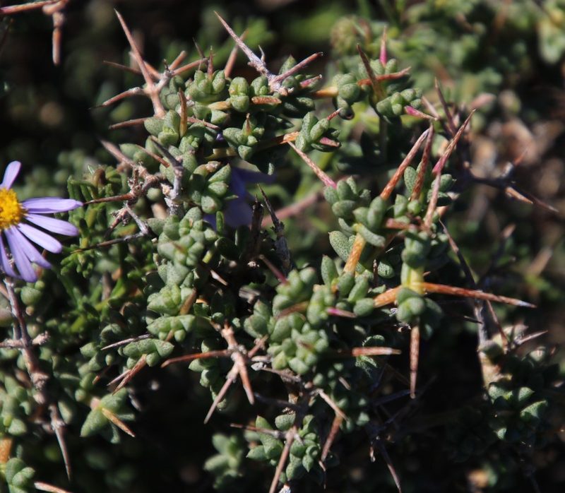 Ruschia divaricata, photographed by Tony Rebelo