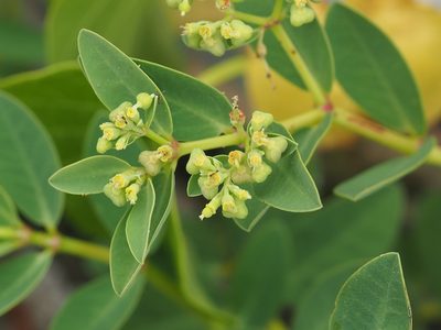 Euphorbia atoto, photographed by 葉子