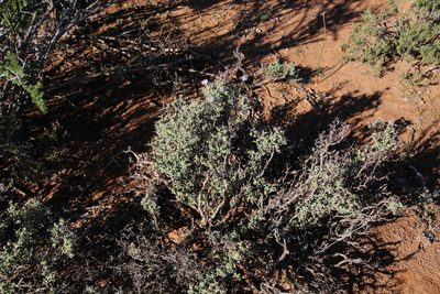 Ruschia divaricata, photographed by Tony Rebelo