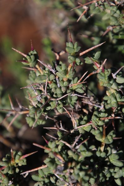 Ruschia divaricata, photographed by Tony Rebelo